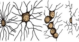 เซลล์ glial