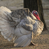 ไก่งวง