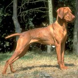 vizsla ฮังการี