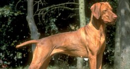 vizsla ฮังการี