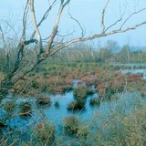 ทะเลสาบที่หายไป: บึง