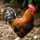 ไก่โต้ง