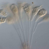 สิ่งมีชีวิตเซลล์เดียวของแทลโลไฟต์ (Epistilis sp.)