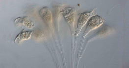 สิ่งมีชีวิตเซลล์เดียวของแทลโลไฟต์ (Epistilis sp.)