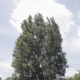 ต้นป็อปลาร์