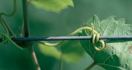 ลำต้นขององุ่น