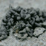 การหล่อหนอน