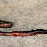 ไส้เดือน