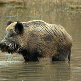 หมูป่า