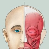กล้ามเนื้อใบหน้า (หรือกล้ามเนื้อเลียนแบบ)