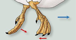 การเคลื่อนไหวในน้ำของเท้าเป็ด