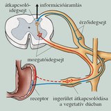 A vegetatív reflex