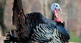 ไก่งวง