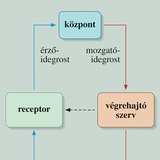 Reflex vázlata 