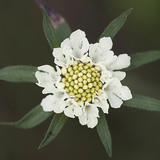 ครีม scabious