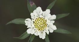 ครีม scabious