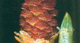 โคนต้นสน