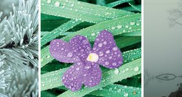 น้ำค้างแข็ง,น้ำค้าง, หมอก