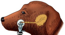 การวัดอัตราการหลั่งน้ำลายของสุนัข