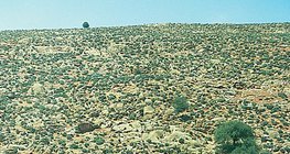 ทะเลทรายหิน