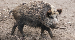 หมูป่า