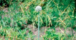 หัวหอมผลิบาน