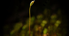 Seta และ sporangium ของต้นมอสที่โตเต็มที่