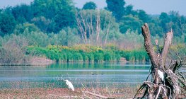 คิส-บาลาตัน พื้นที่ชุ่มน้ำในฮังการี