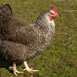 ไก่