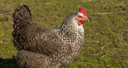 ไก่