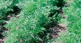 ปลูกแครอทในสวน