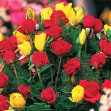 ดอกไม้หลากสี