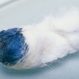ไอโอดีนทำปฏิกิริยากับแป้งทำให้เกิดสีฟ้า