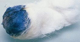 ไอโอดีนทำปฏิกิริยากับแป้งทำให้เกิดสีฟ้า