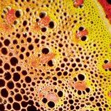 การรวมกลุ่มของหลอดเลือด ภาพตัดขวาง (monocot)