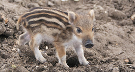 หมูป่าพิกเลต