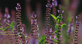 หญ้าเมโดว์