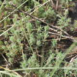 พืช Camphorosma annua