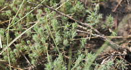พืช Camphorosma annua