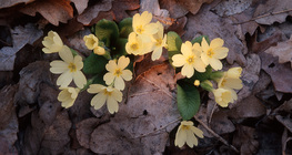 พริมโรส