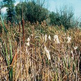 พืช Typha (ที่อ รียกว่าหางแมว)