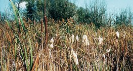 พืช Typha (ที่อ รียกว่าหางแมว)