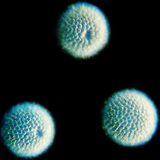 ฟองน้ํา spicules - ทรงกลม (Geodia cydonium)