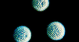 ฟองน้ํา spicules - ทรงกลม (Geodia cydonium)