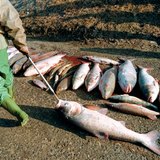 ปลาตายหลังจาก Tisza ไซยาไนด์ 2,000 หกลงมา