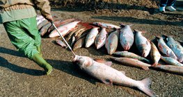 ปลาตายหลังจาก Tisza ไซยาไนด์ 2,000 หกลงมา