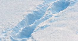 รอยเท้าในหิมะ