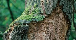 ต้นไม้ที่เน่าเปื่อย