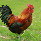 ไก่ตัวผู้