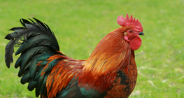 ไก่ตัวผู้